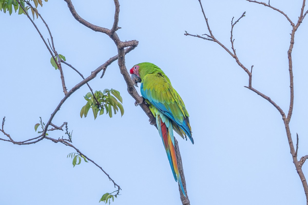 Great Green Macaw - ML643591936