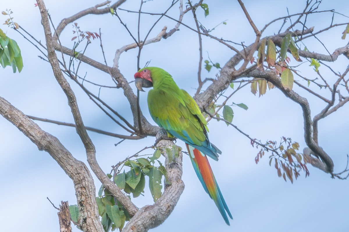 Great Green Macaw - ML643591939