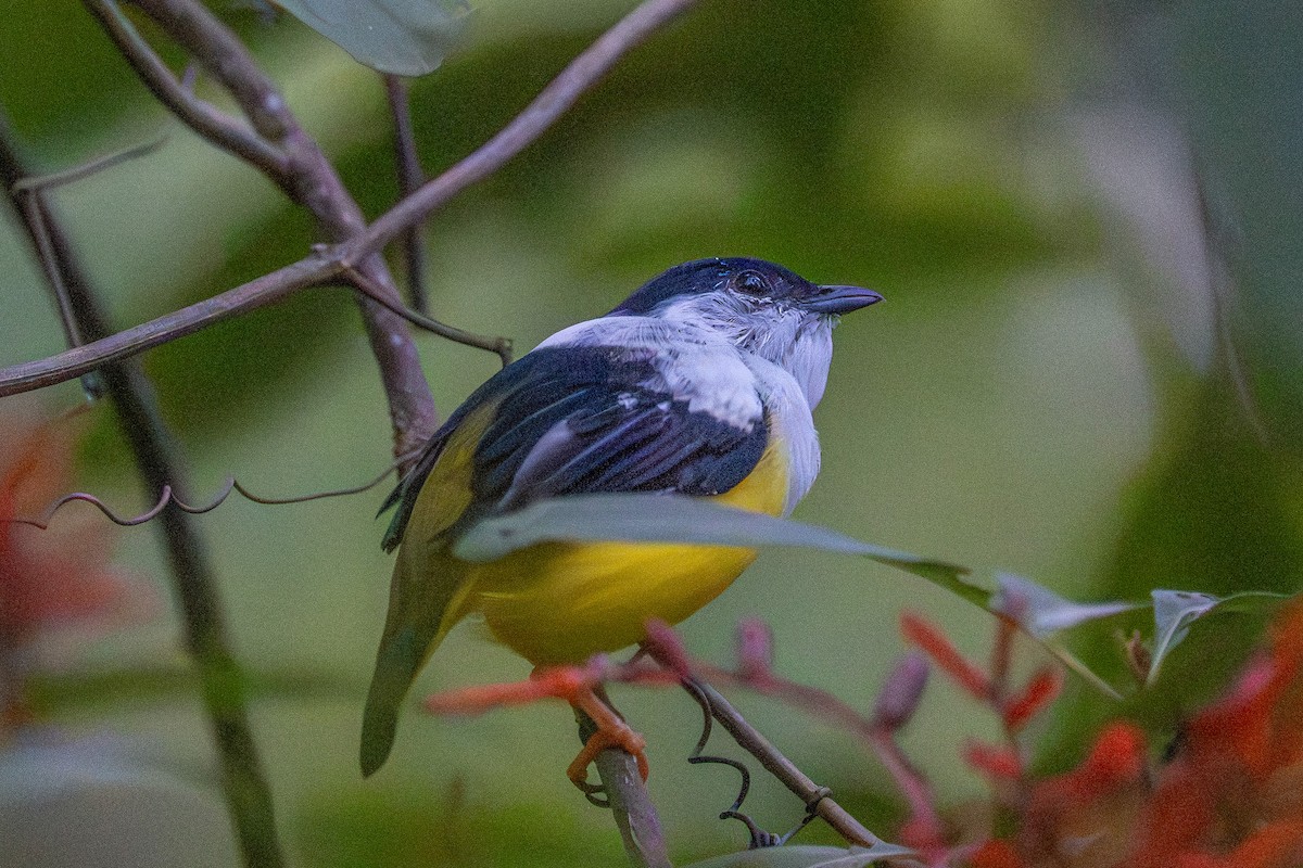 White-collared Manakin - ML643591951