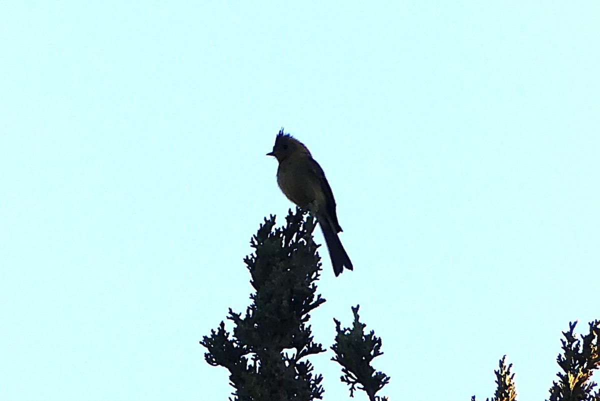 Tufted Flycatcher (Mexican) - ML643591965