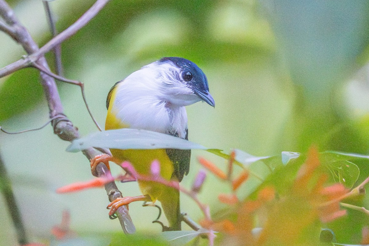 White-collared Manakin - ML643591967