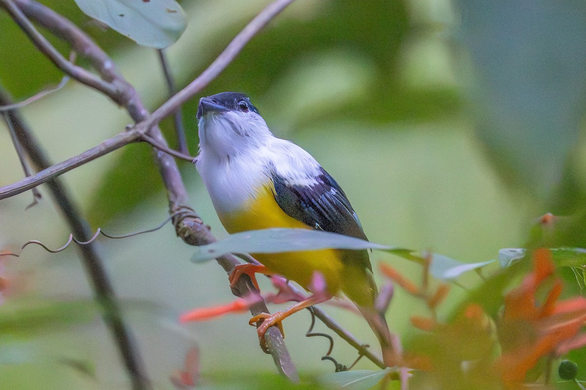 White-collared Manakin - ML643591974