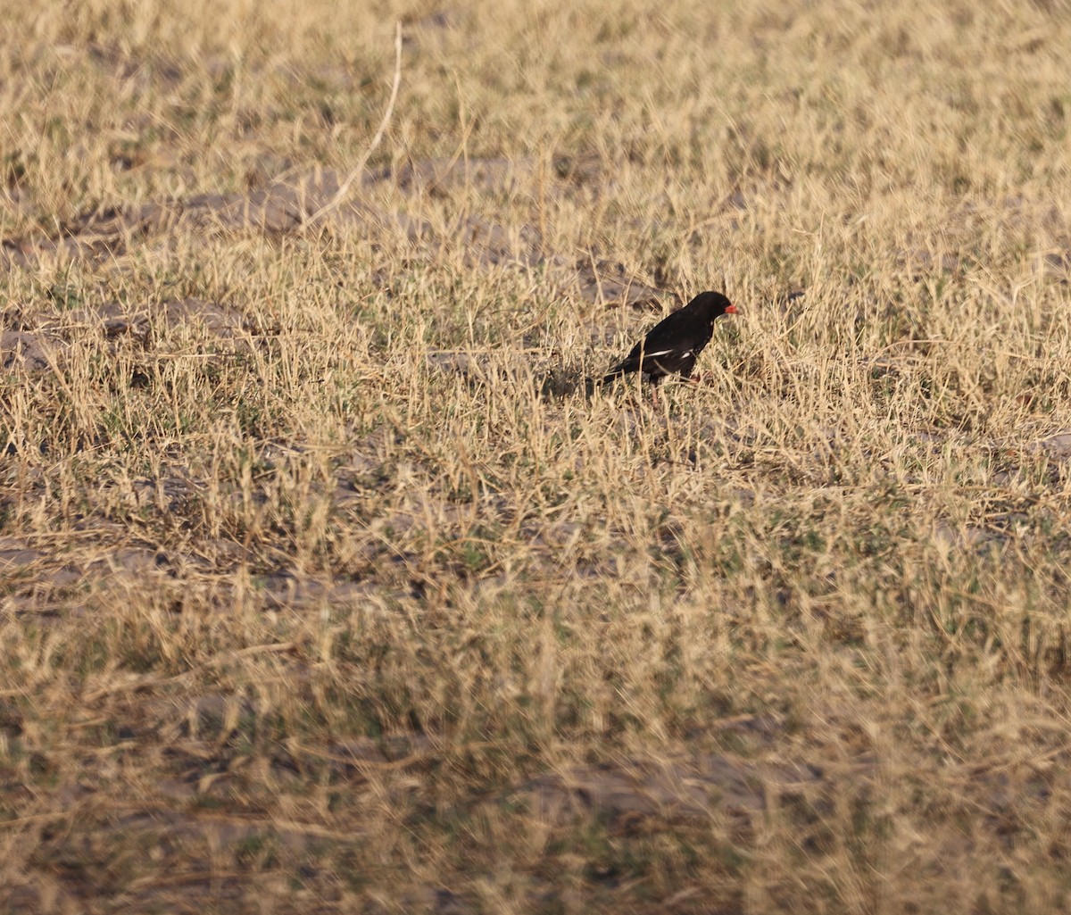 Red-billed Buffalo-Weaver - ML643591976