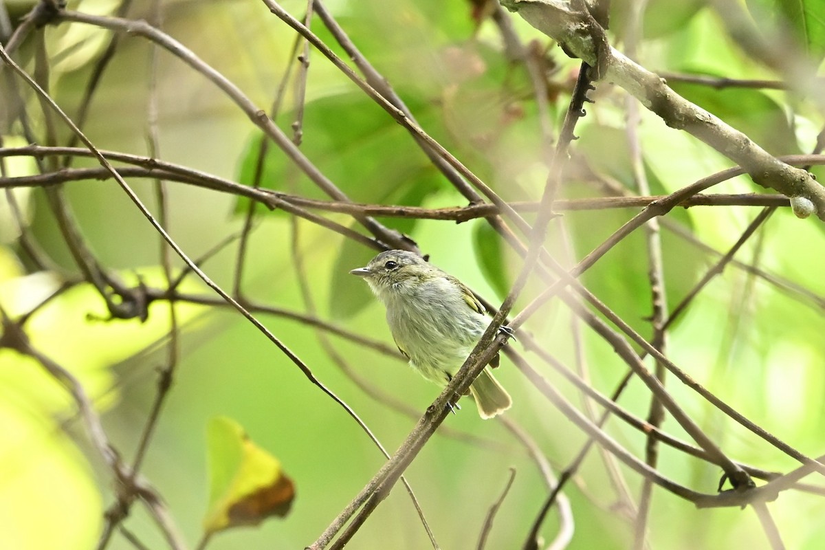 Mistletoe Tyrannulet - ML643591987