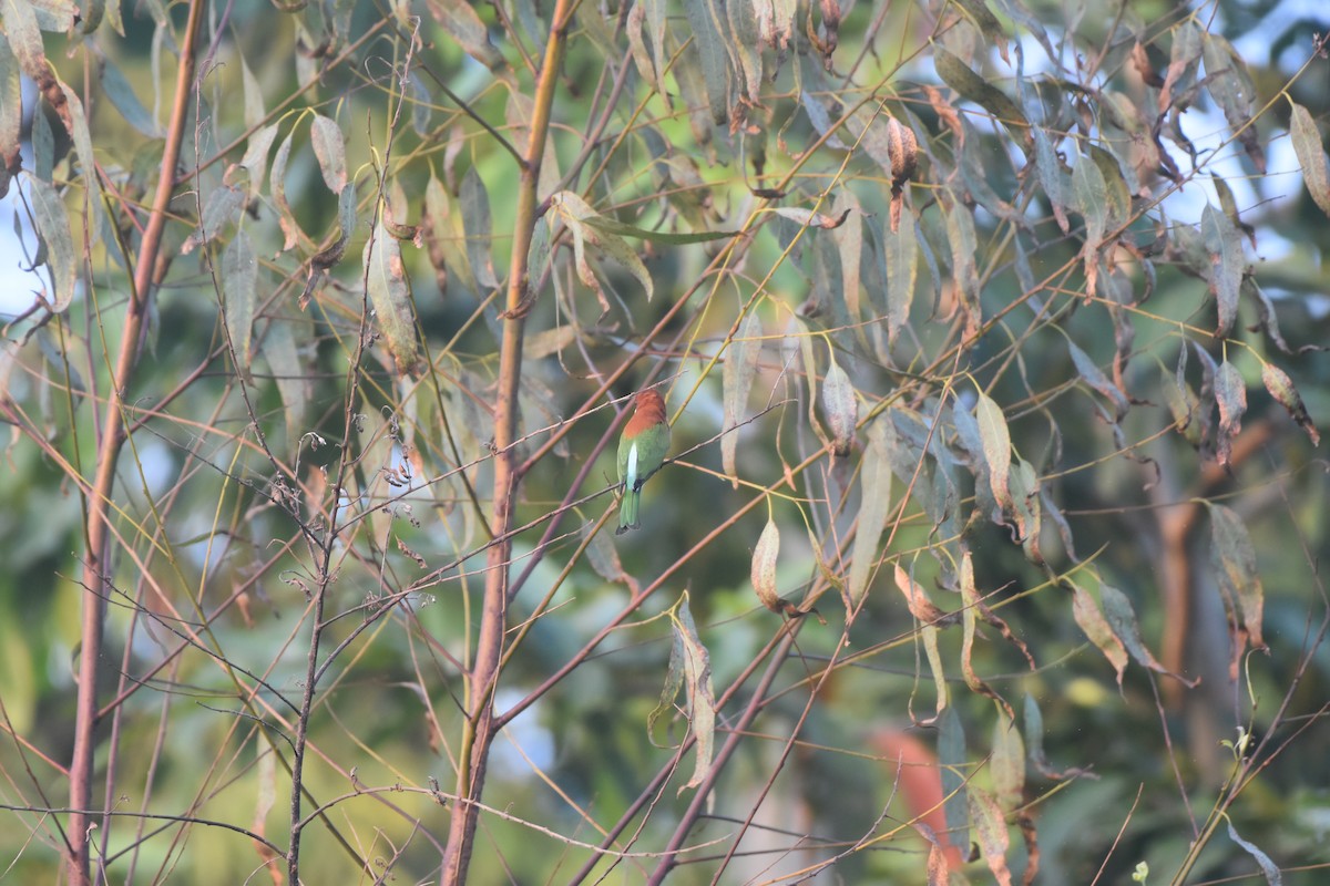 Chestnut-headed Bee-eater - ML643592013