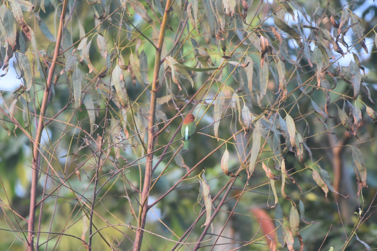 Chestnut-headed Bee-eater - ML643592014