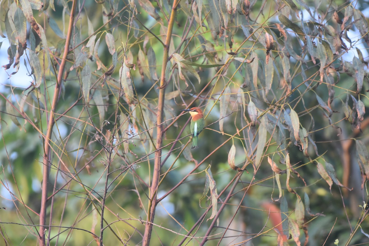 Chestnut-headed Bee-eater - ML643592015