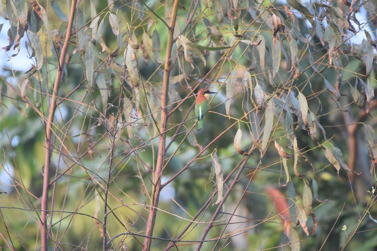 Chestnut-headed Bee-eater - ML643592016