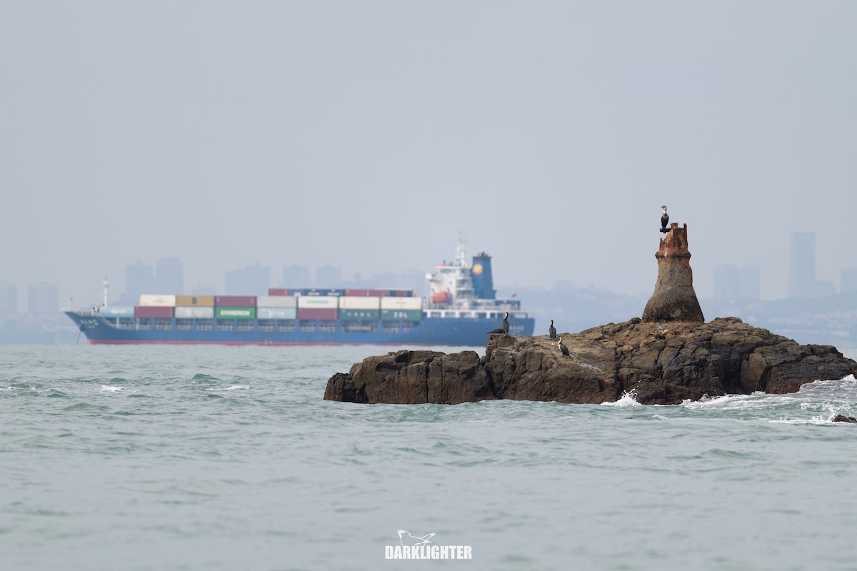 Cormoran de Temminck - ML643592023