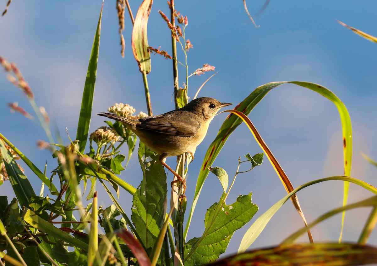 Common Yellowthroat - ML643592059