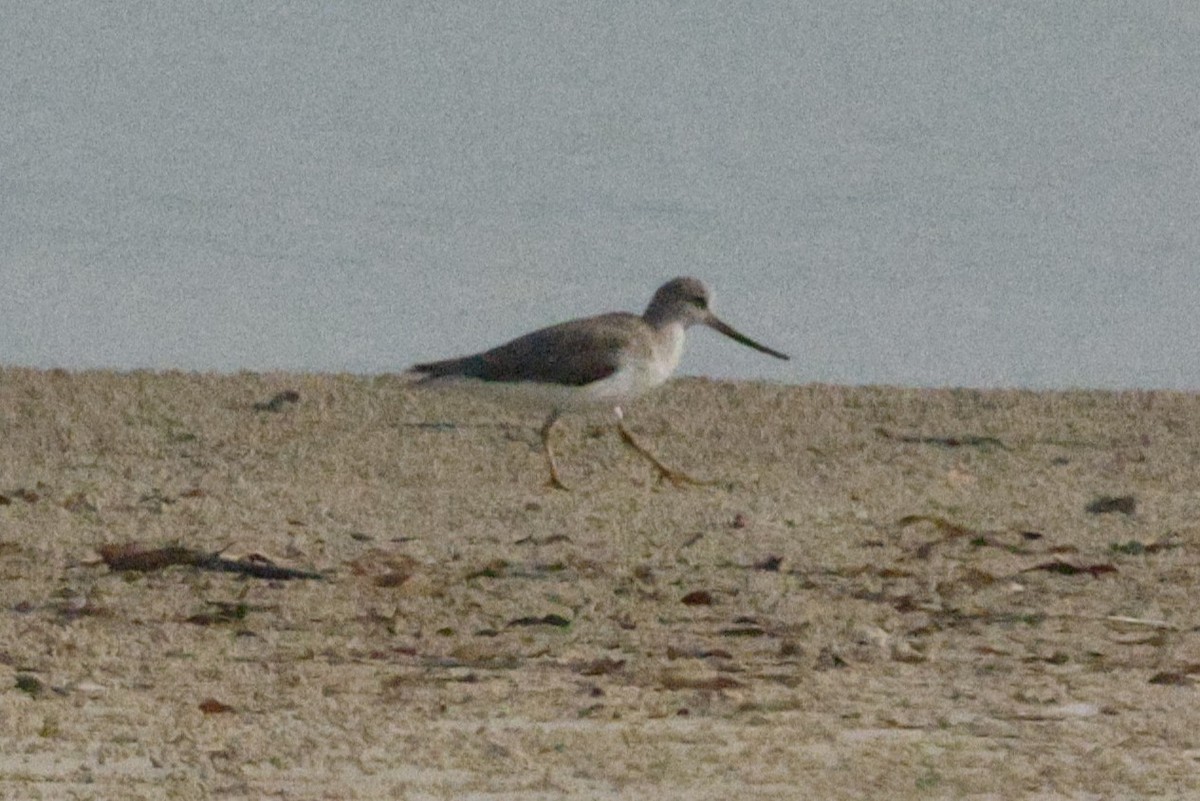 反嘴鷸 - ML643592064