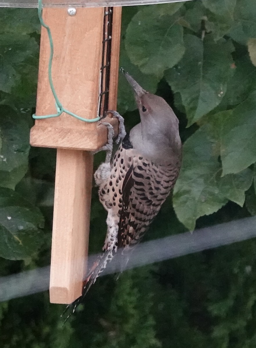 Northern Flicker (Red-shafted) - ML643592085