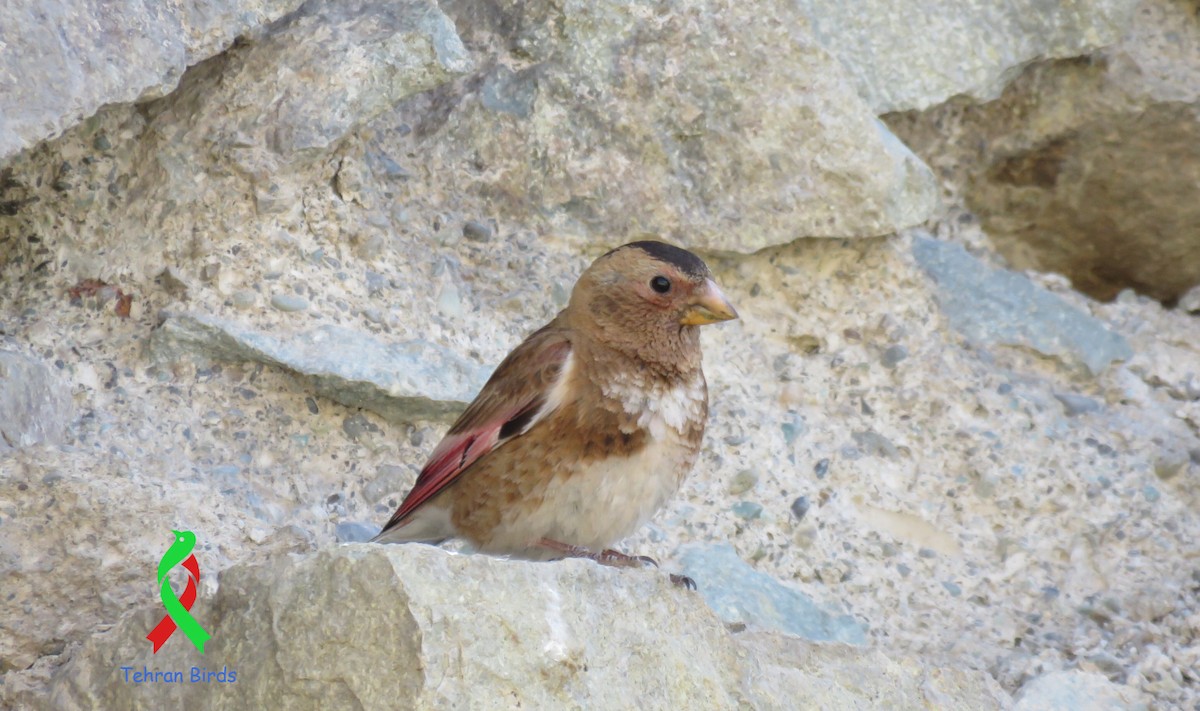 Roselin à ailes roses (sanguineus) - ML643592112