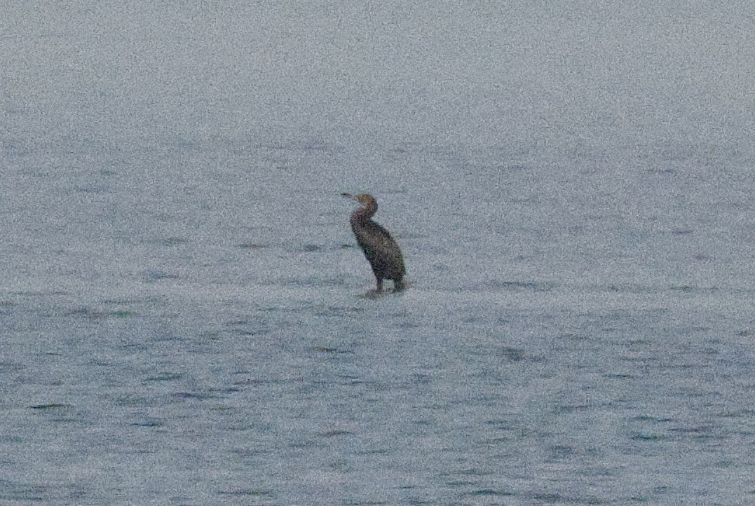 Socotra Cormorant - ML643592156