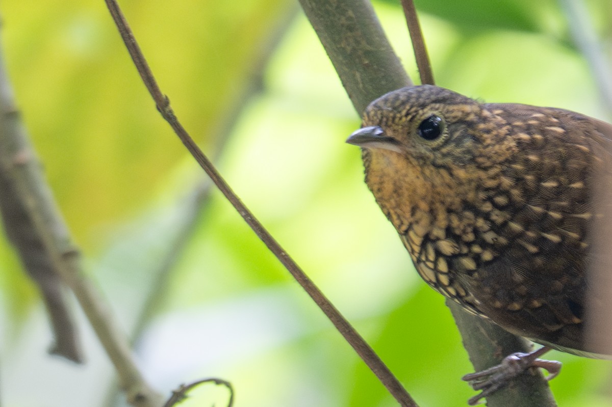 Spotted Barbtail - ML643592169