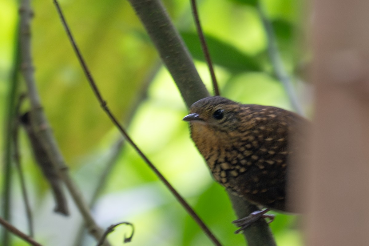 Spotted Barbtail - ML643592170
