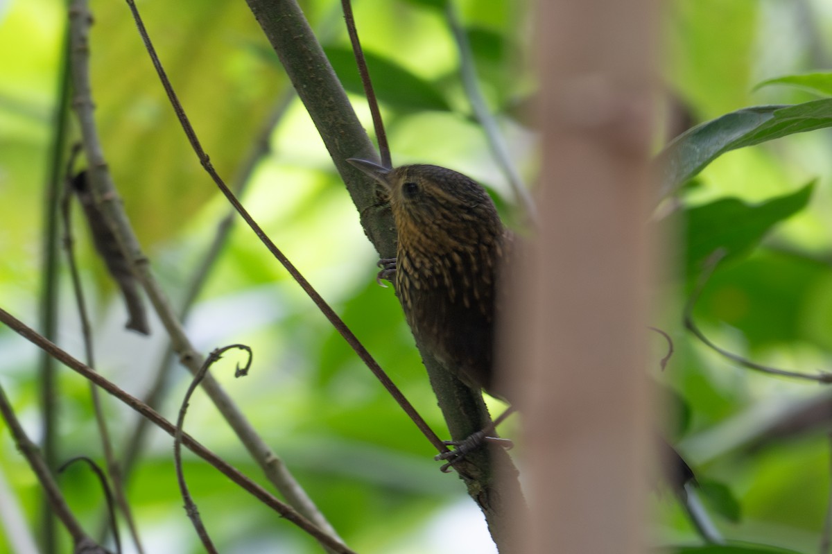 Spotted Barbtail - ML643592171