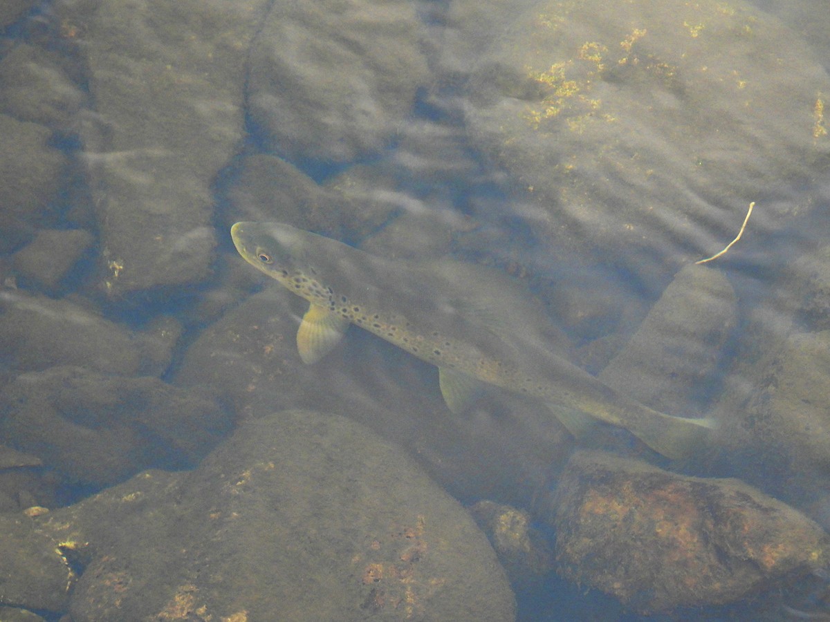 Brown Trout - ML643592173