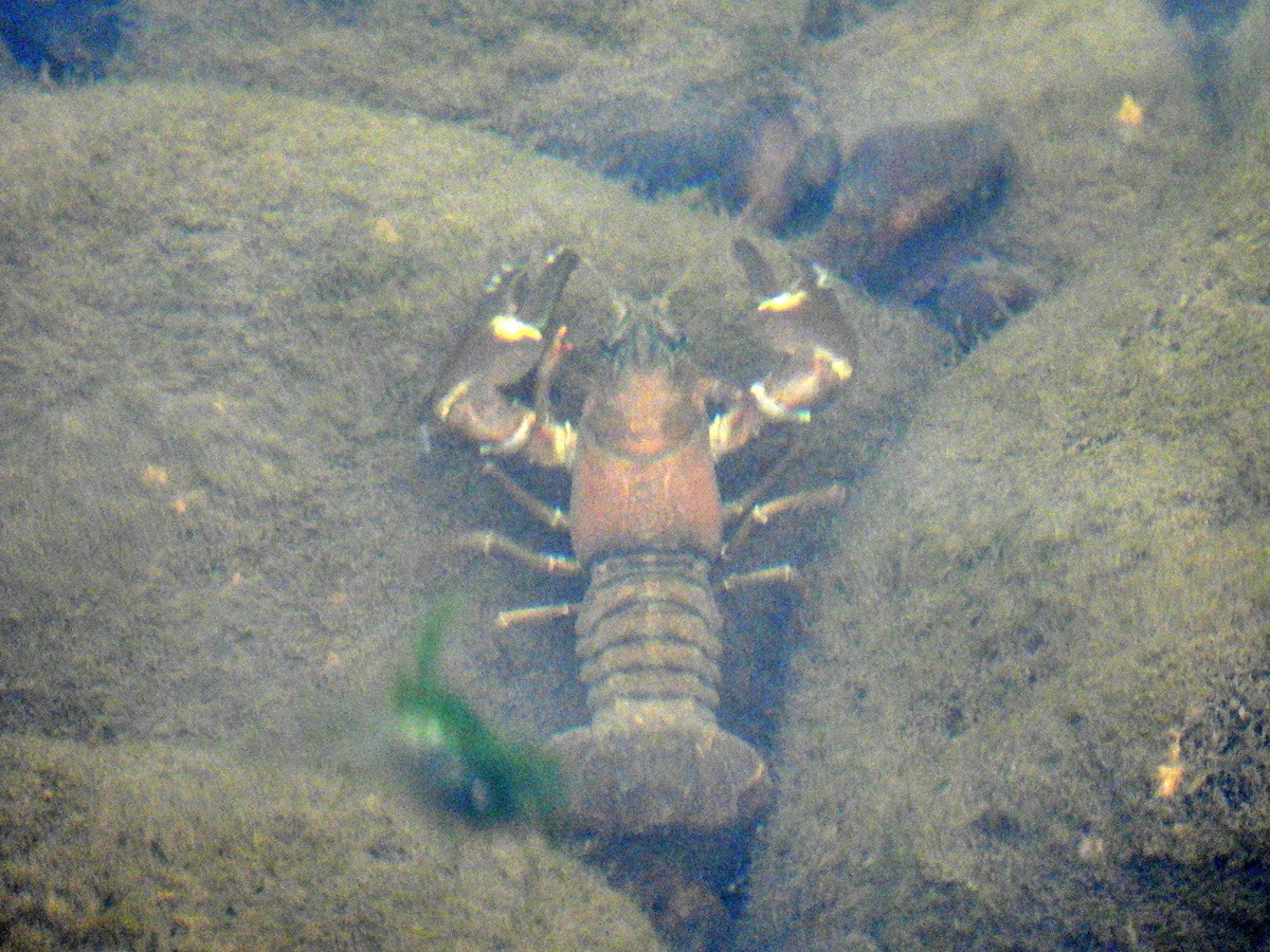 Signal Crayfish - ML643592174