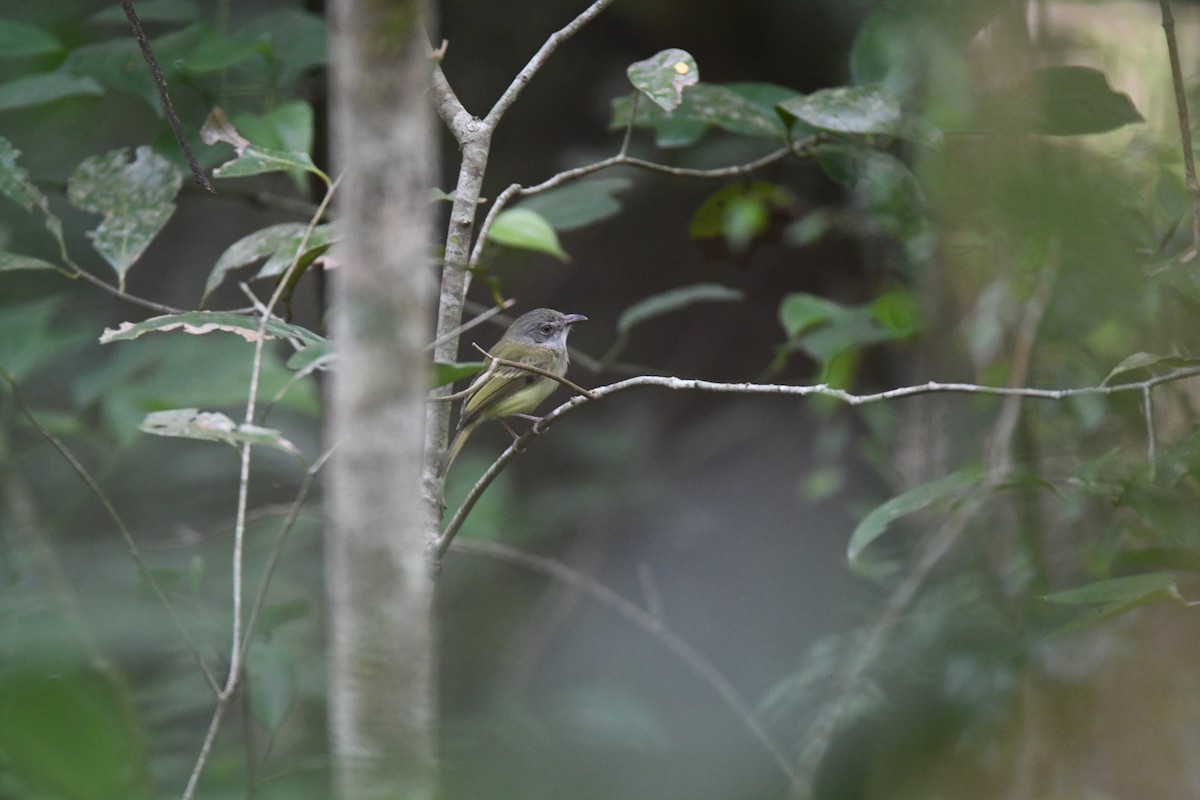 Northern Bentbill - ML643592181