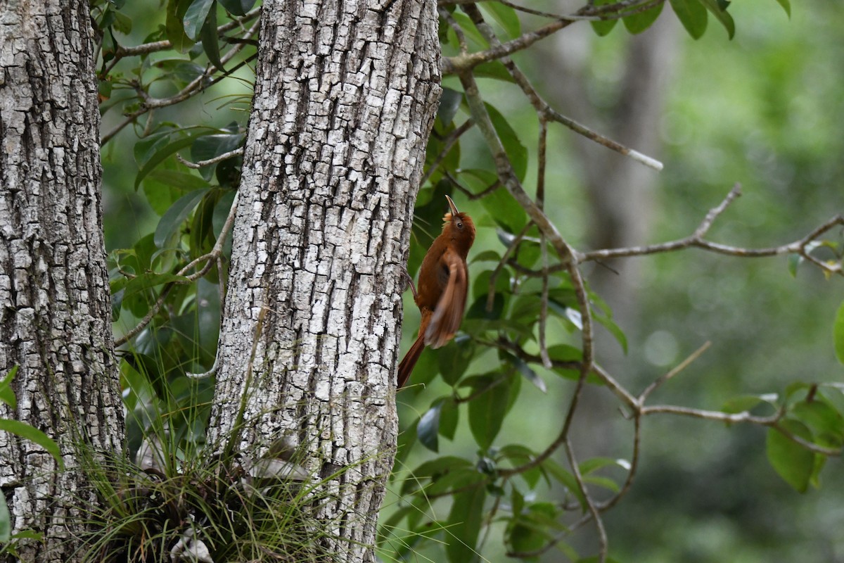 Ruddy Woodcreeper - ML643592187