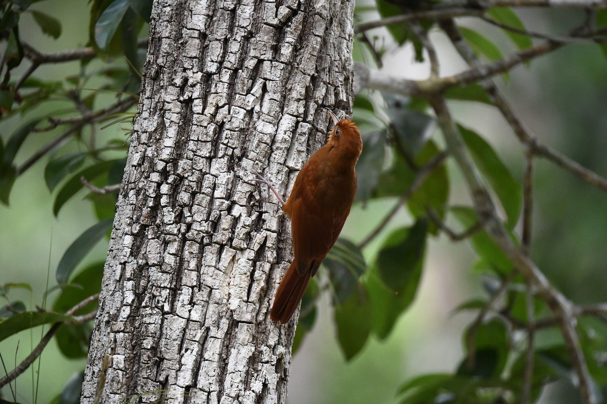 Ruddy Woodcreeper - ML643592190