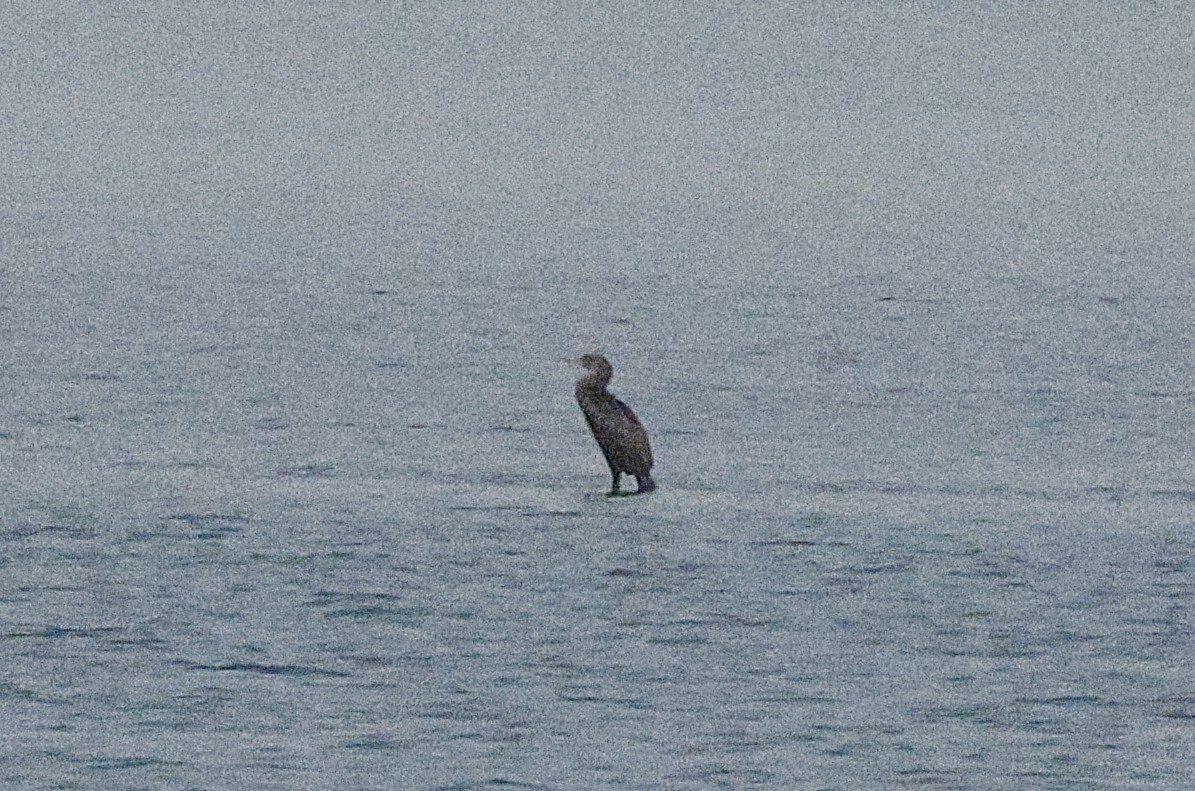 Socotra Cormorant - ML643592191