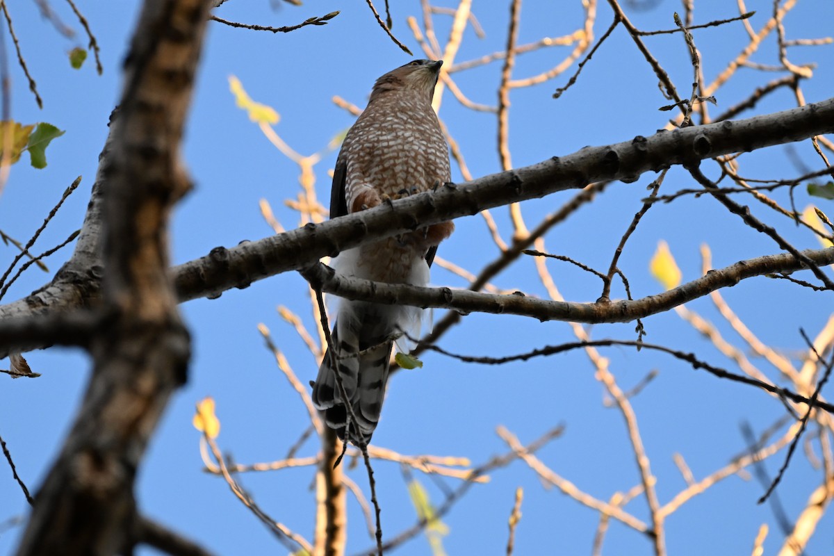 Cooper Atmacası - ML643592202