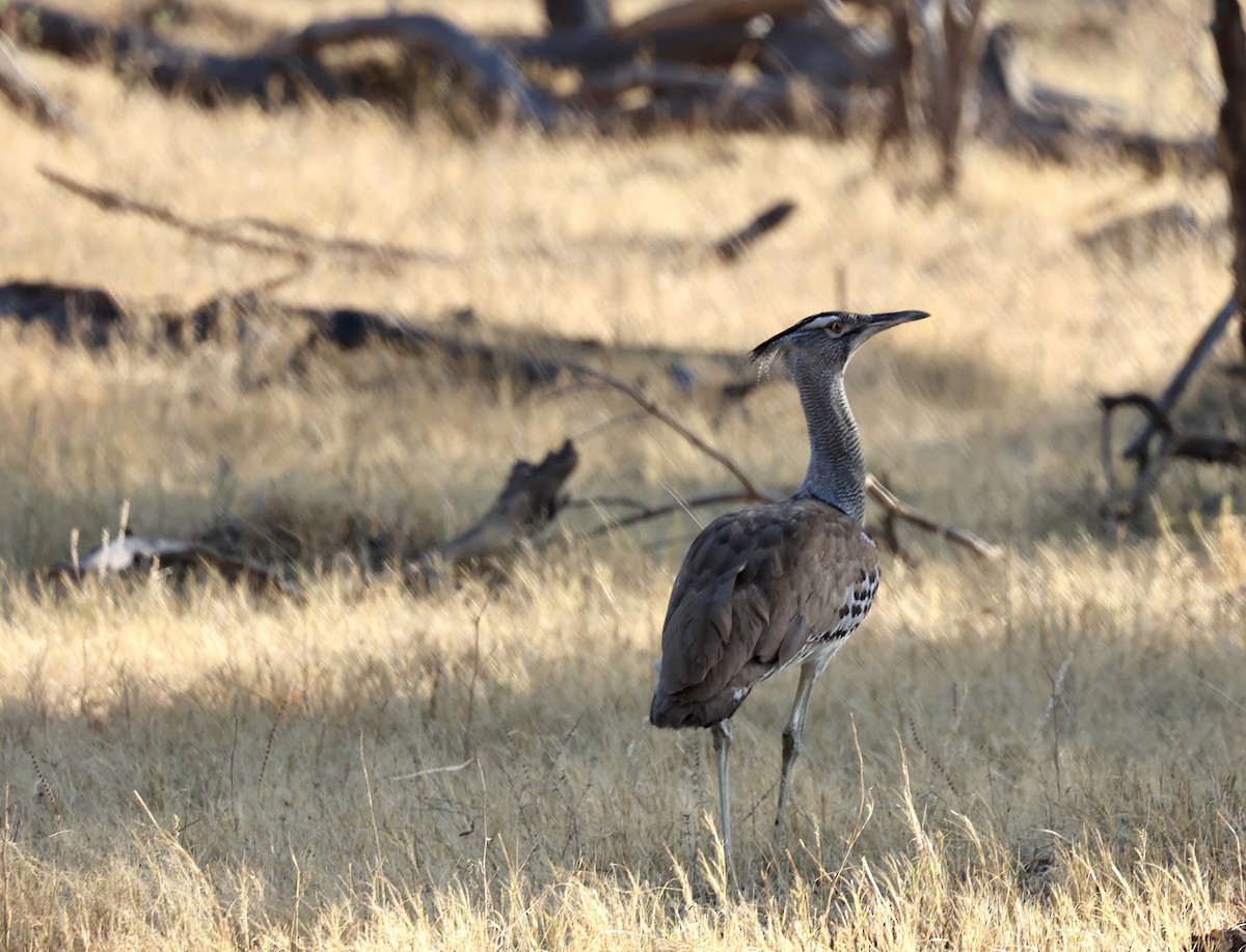 Kori Bustard - ML643592204