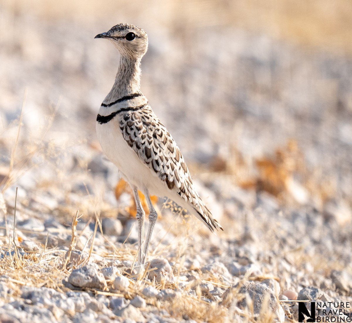 Double-banded Courser - ML643592208