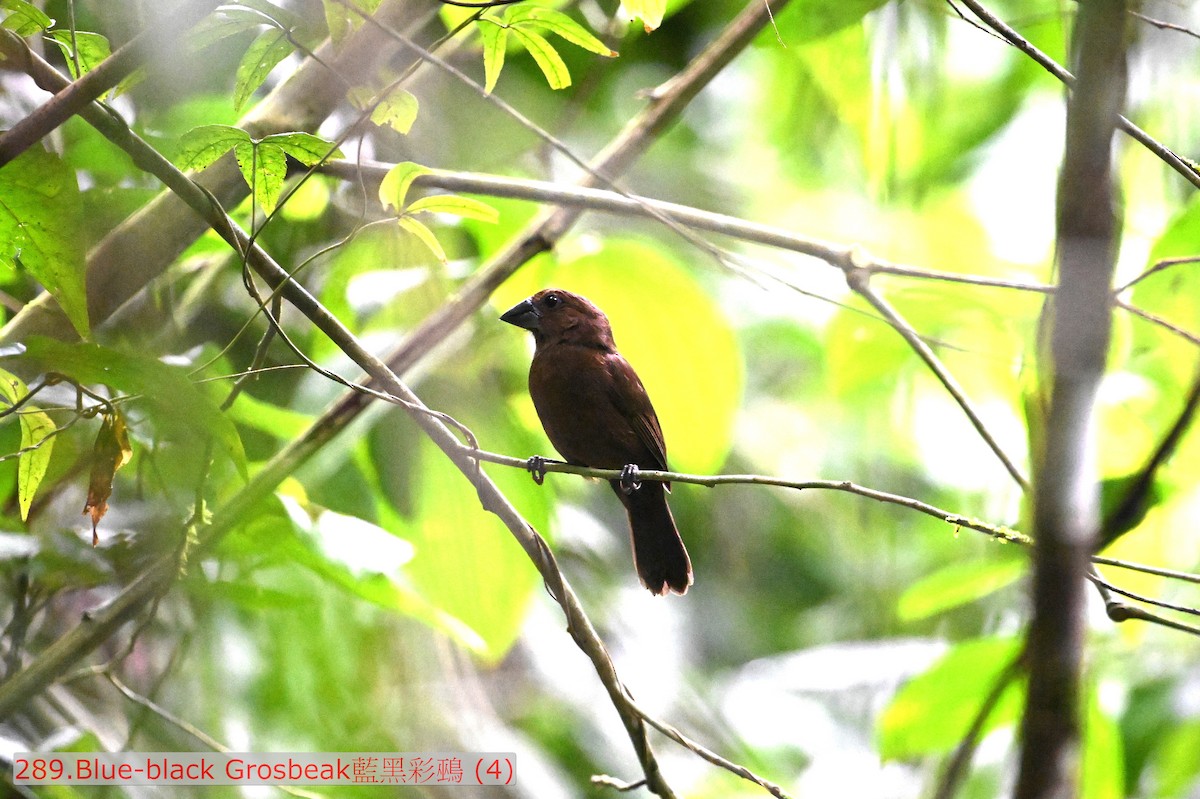 Blue-black Grosbeak - ML643592221