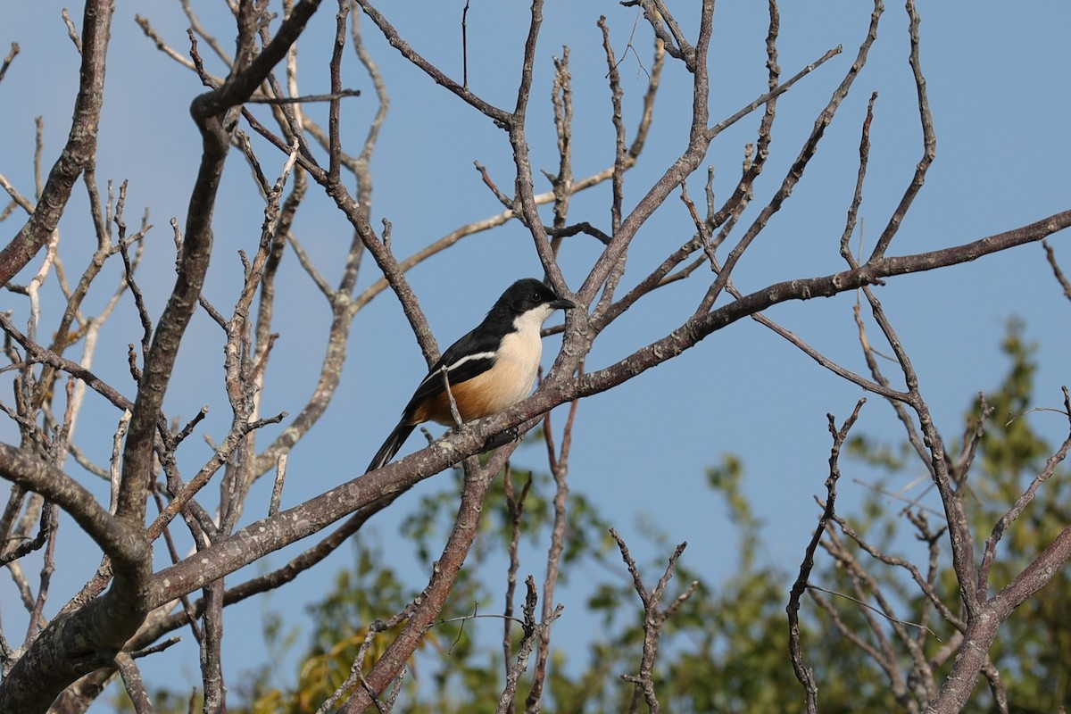 Southern Boubou - ML643592230