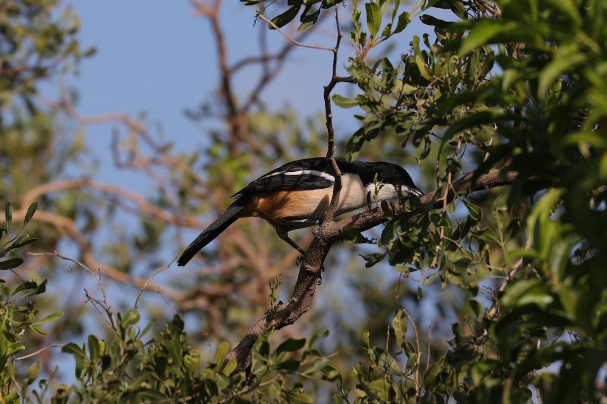 Southern Boubou - ML643592231