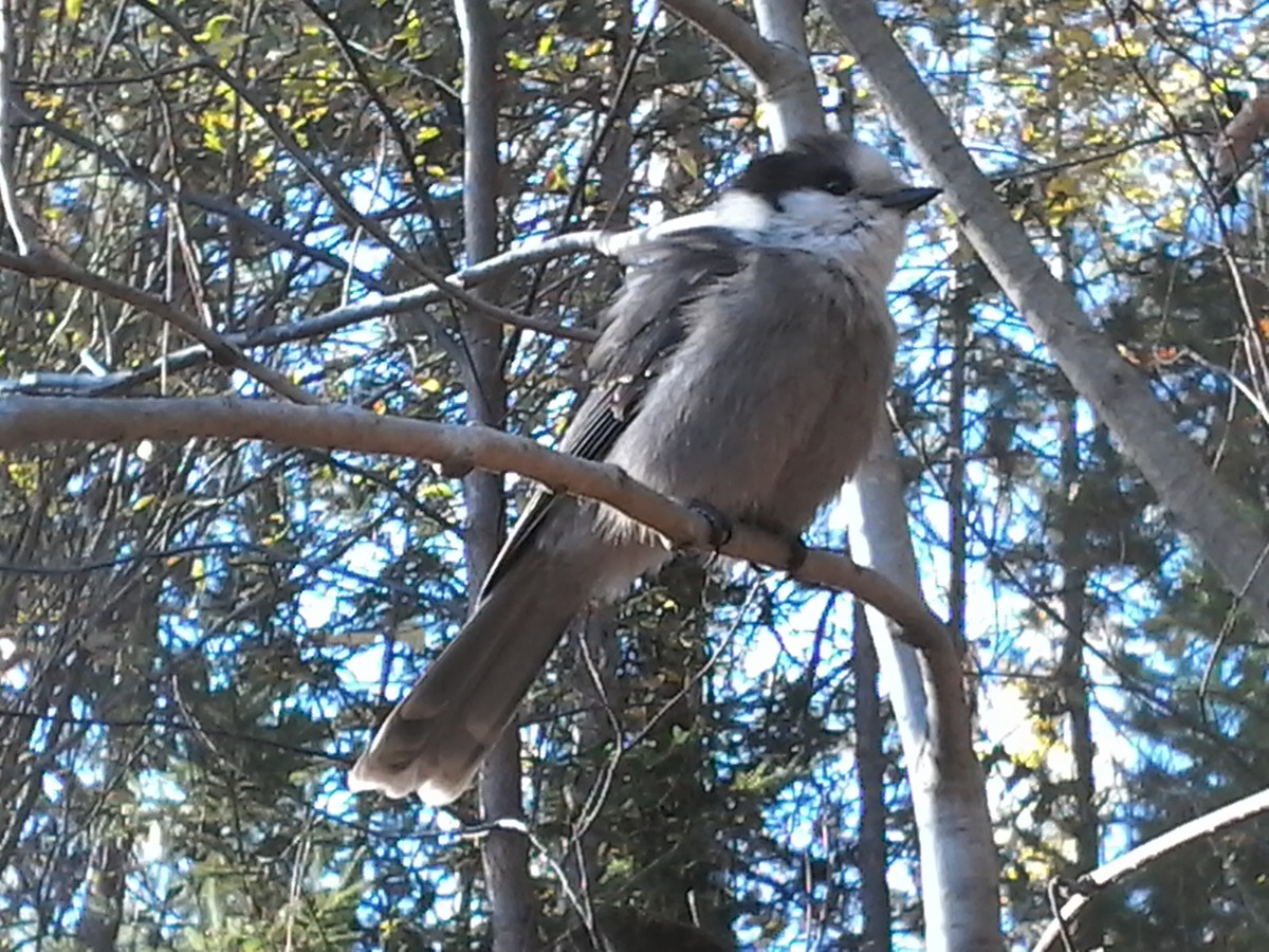 Canada Jay (Boreal) - ML643592258