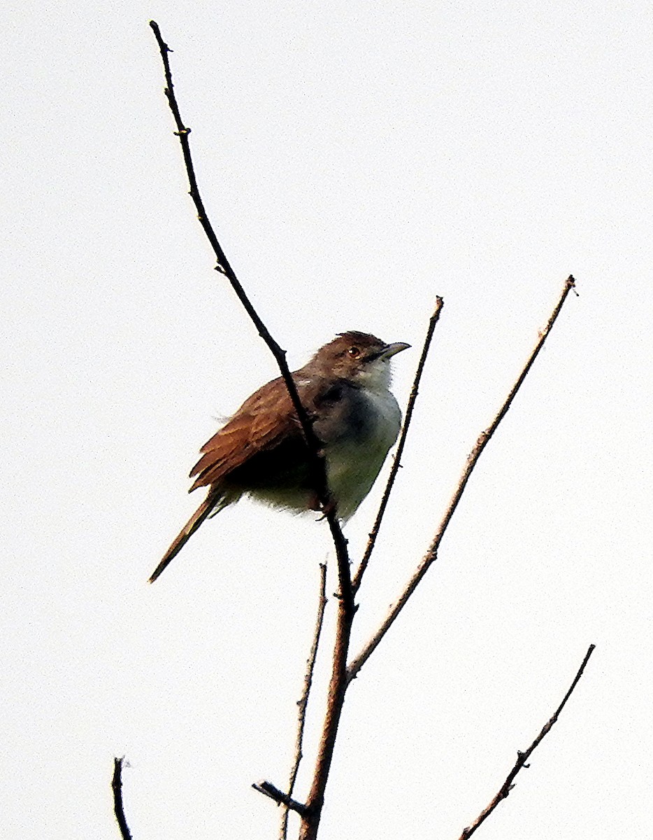 Trilling Cisticola - ML643592262