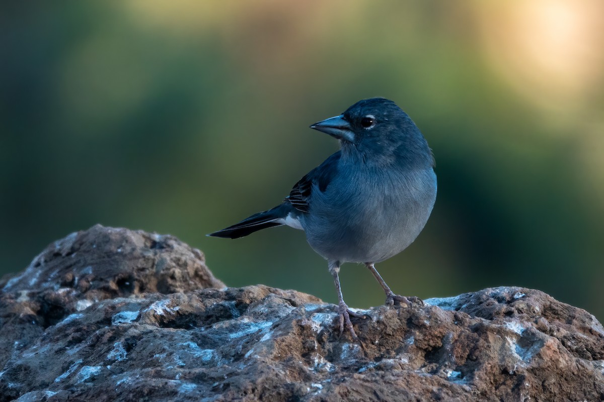 Pinson bleu - ML643592264