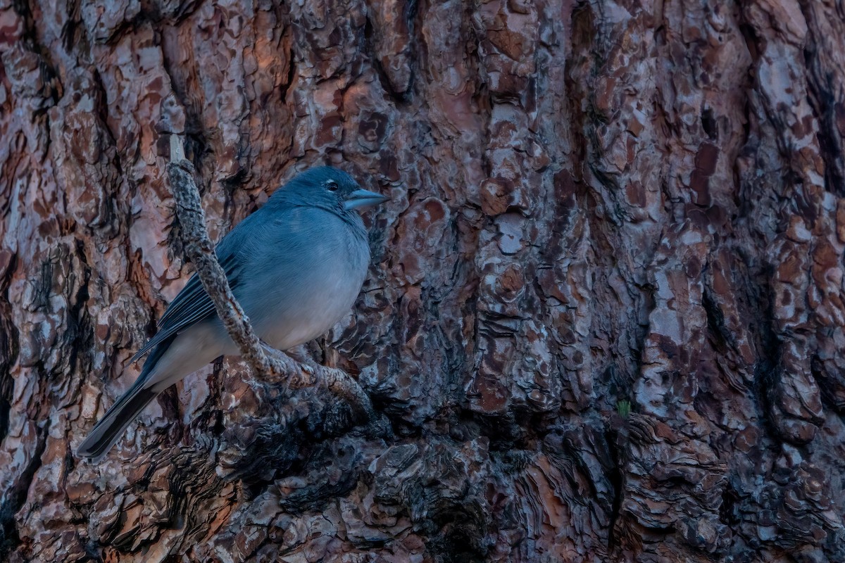 Pinson bleu - ML643592267