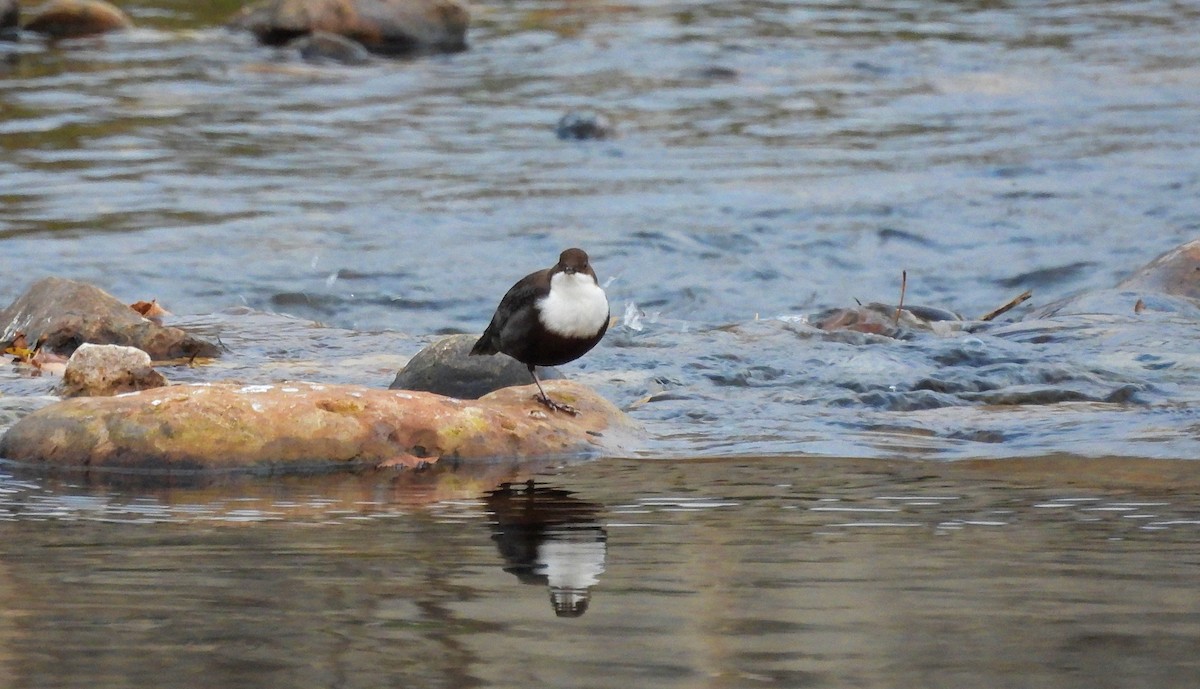 White-throated Dipper - ML643592275