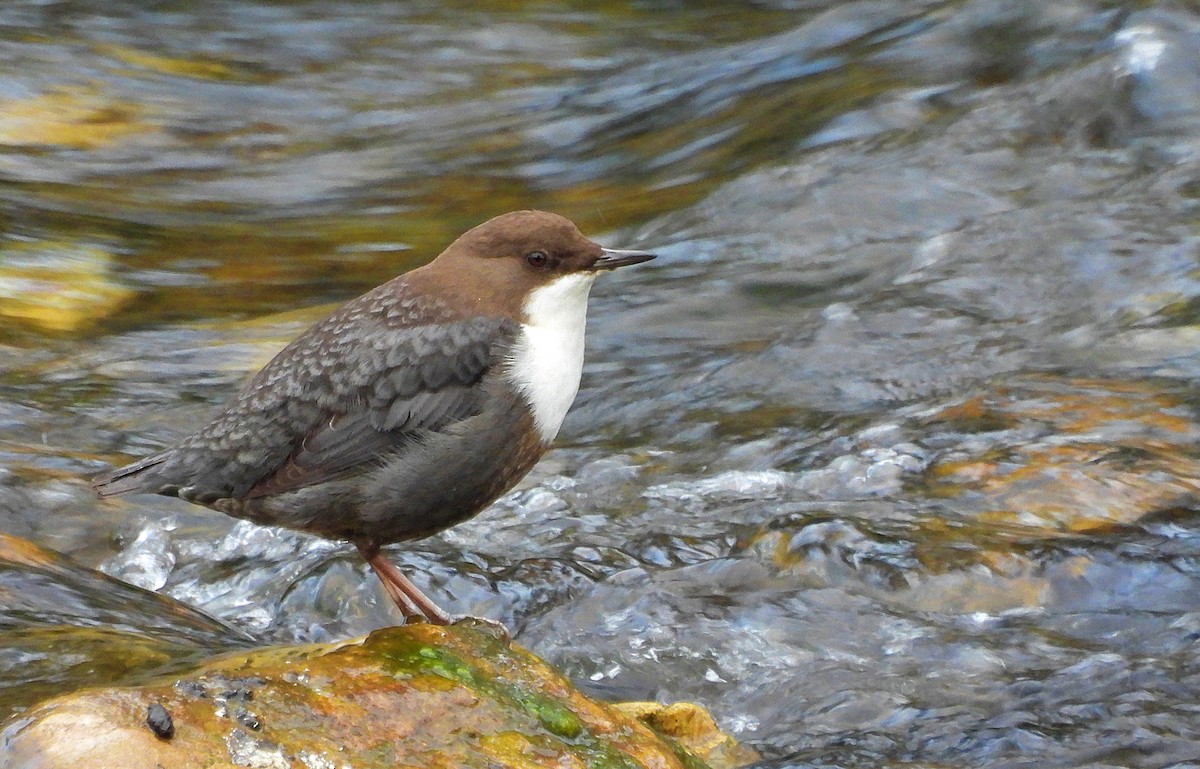 White-throated Dipper - ML643592276