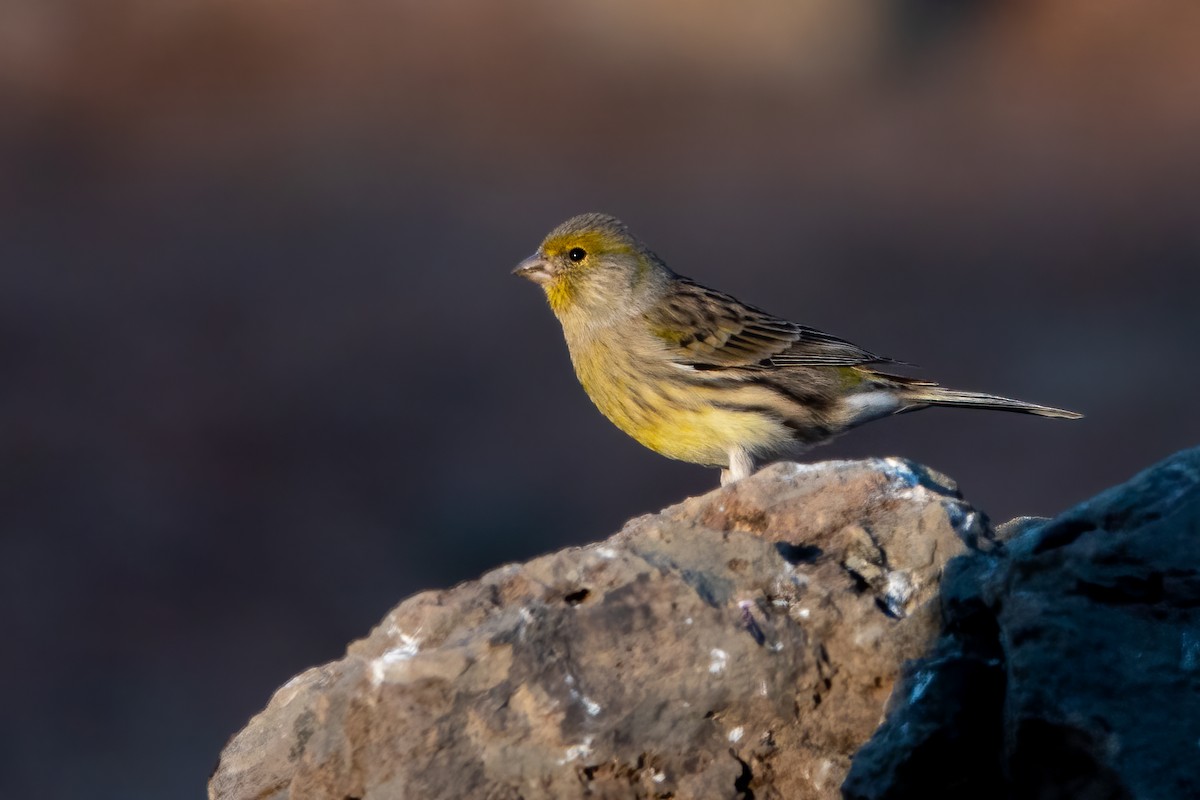 Serin des Canaries - ML643592278