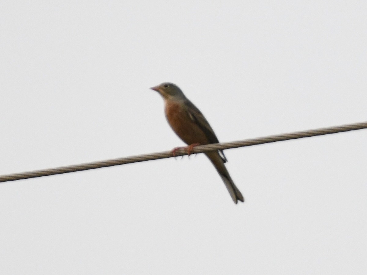 Gray-necked Bunting - ML643592288
