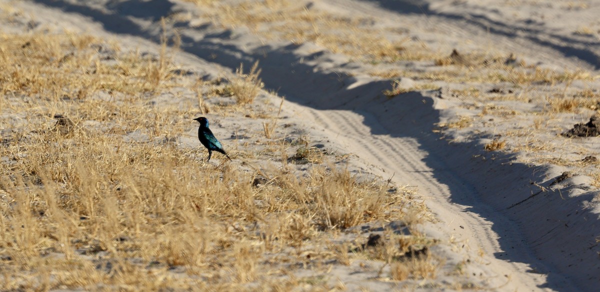 Greater Blue-eared Starling - ML643592293