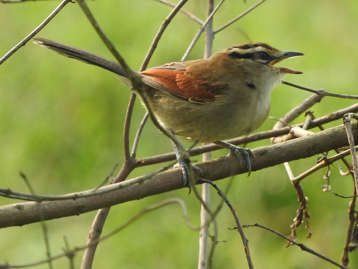 Brown-crowned Tchagra - ML643592294
