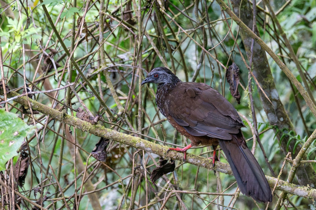 Andean Guan - ML643592301