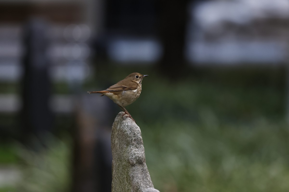 Hermit Thrush - ML643592321