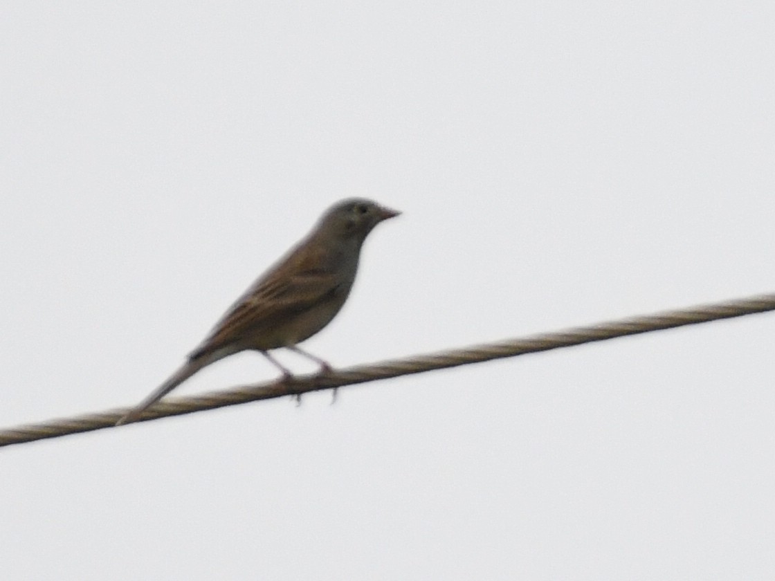 Gray-necked Bunting - ML643592322
