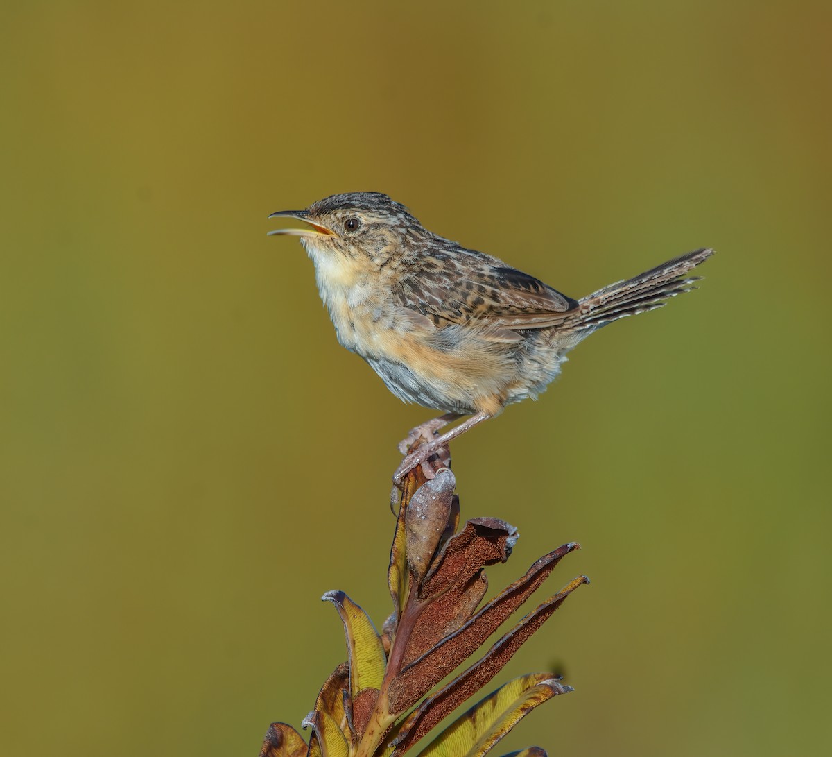 Grass Wren - ML643592324