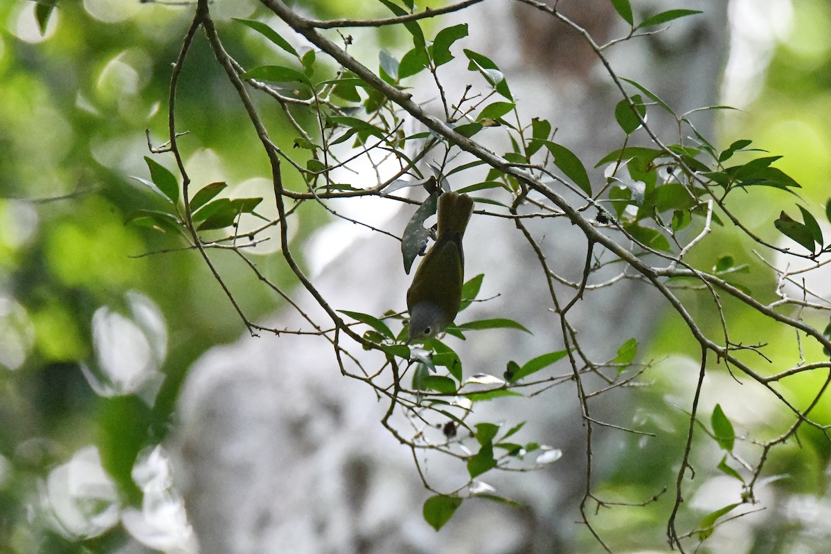 Lesser Greenlet - ML643592333