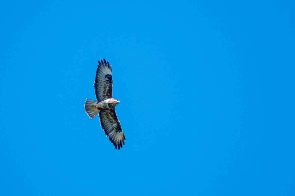 Common Buzzard (Canary Is.) - ML643592334