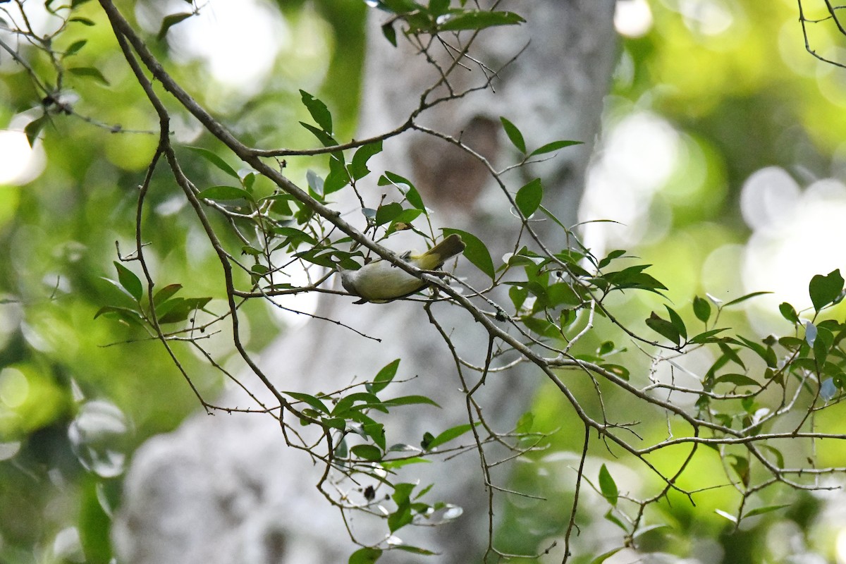 Lesser Greenlet - ML643592335